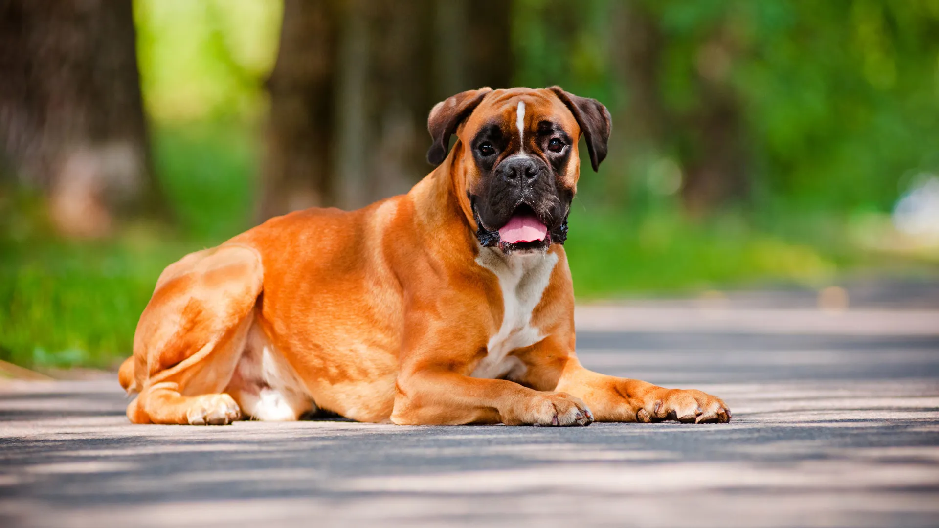 Boxer Chow